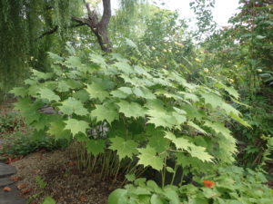 キレンゲショウマ　全体